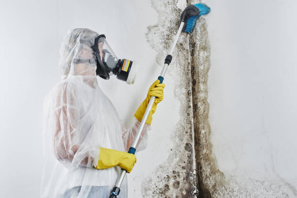 Best White Mold Remediation in Dania Beach, FL