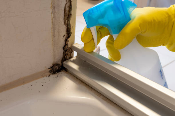 Best Industrial Mold Remediation in Dania Beach, FL