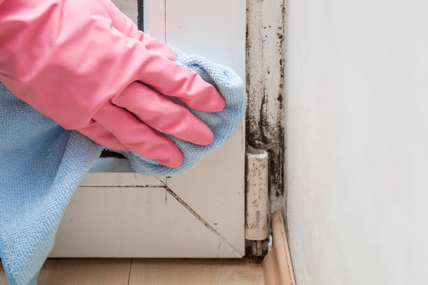 Best Basement Mold Remediation in Dania Beach, FL